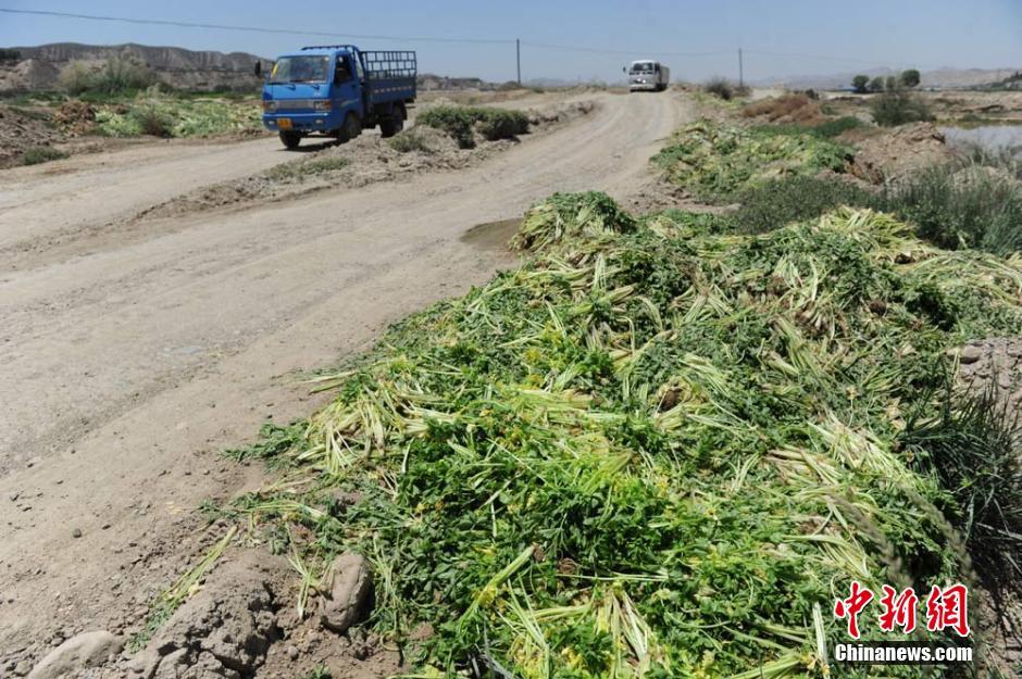 甘肅榆中菜價暴跌 大量新鮮蔬菜被棄路邊