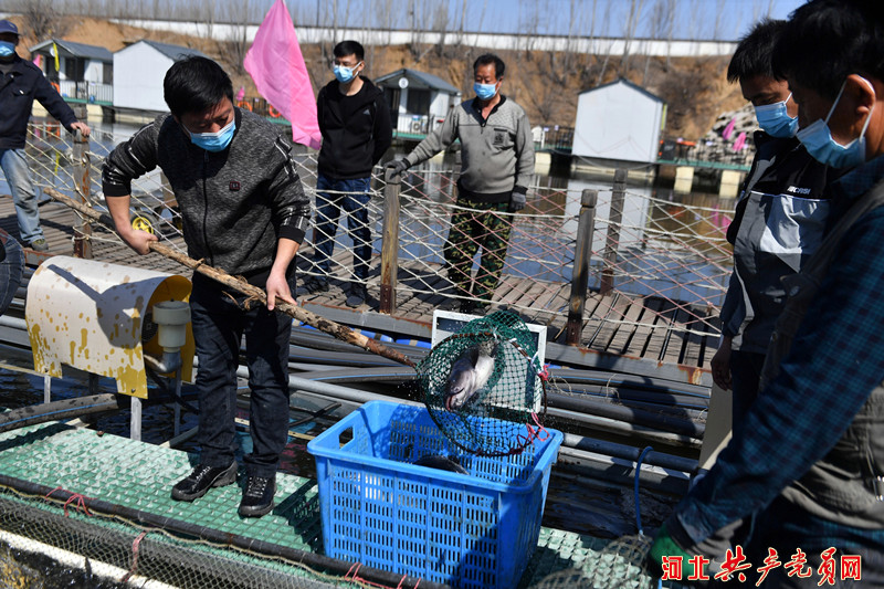 河北遷安：廢棄礦坑變魚塘 深水養魚收穫多