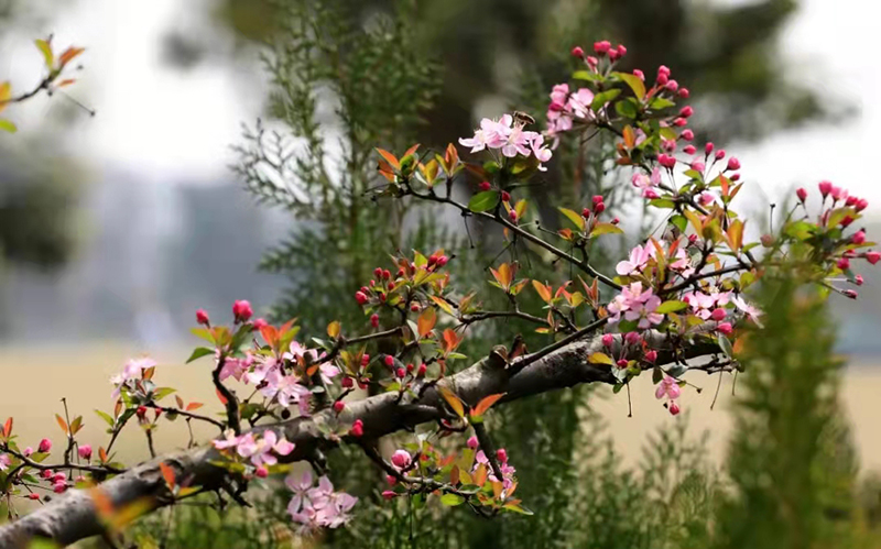 Hi，天府新区！| “丝路青年”打卡中国公园城市首提地活动将于3月22日举行_fororder_天府公园海棠-供图-四川天府新区党群工作部宣传处