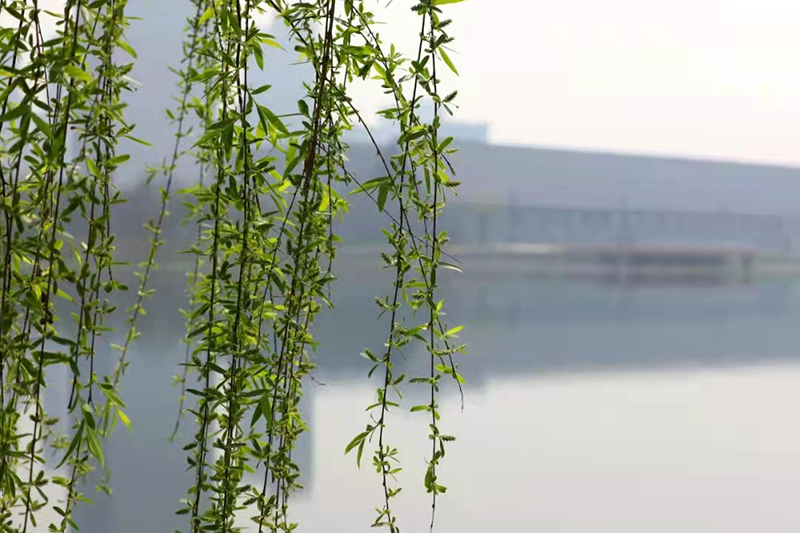 Hi，天府新区！| “丝路青年”打卡中国公园城市首提地活动将于3月22日举行_fororder_秦皇湖柳条-供图-四川天府新区党群工作部宣传处