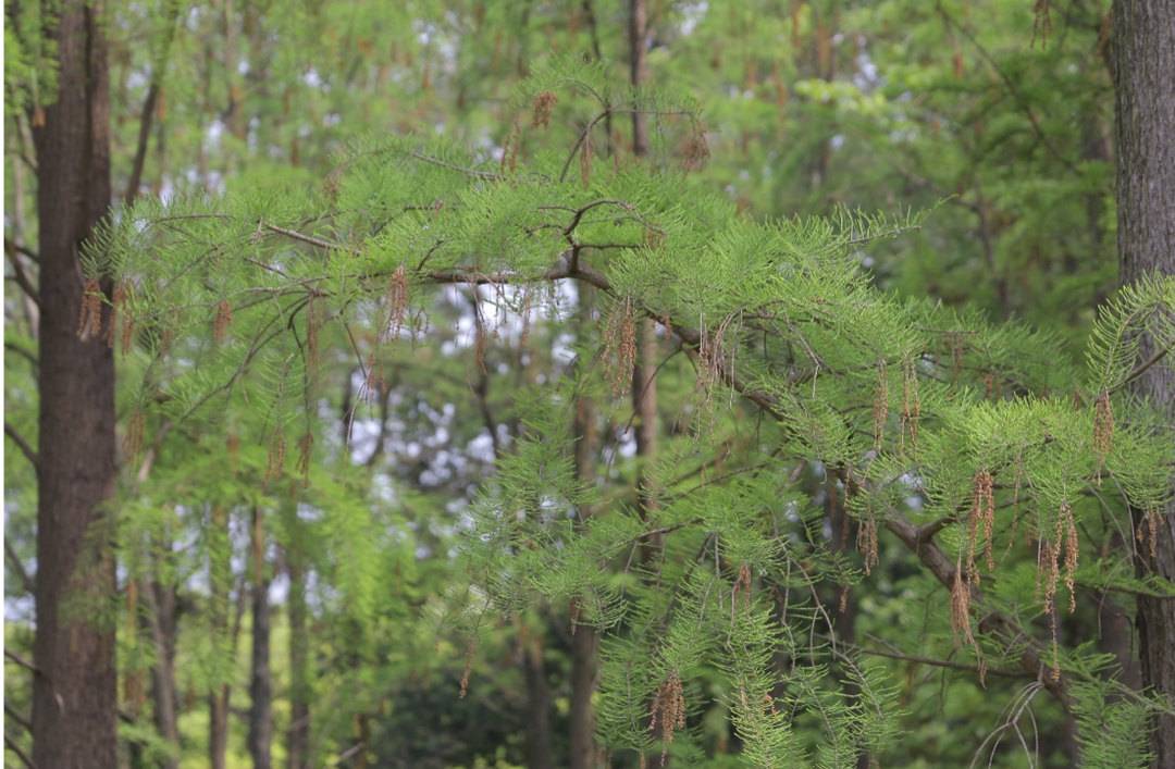 （转载）成都公园城市花粉指数第三期来了！最高将达五级 花粉过敏人士极易中招