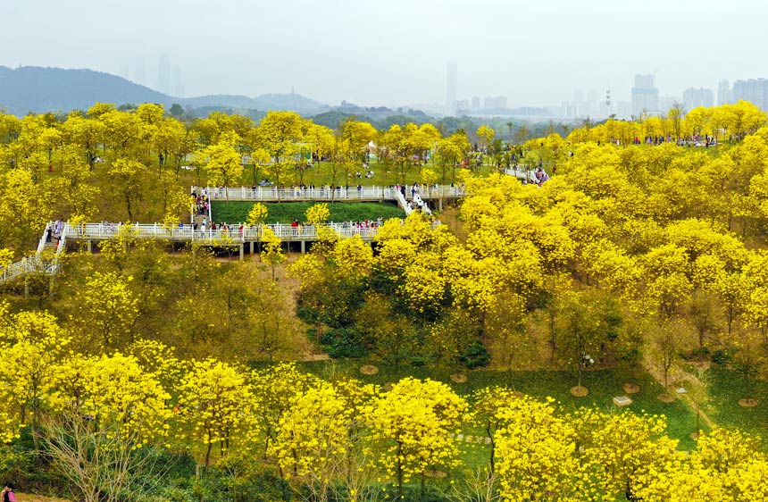 广西南宁：繁花盛开春满城