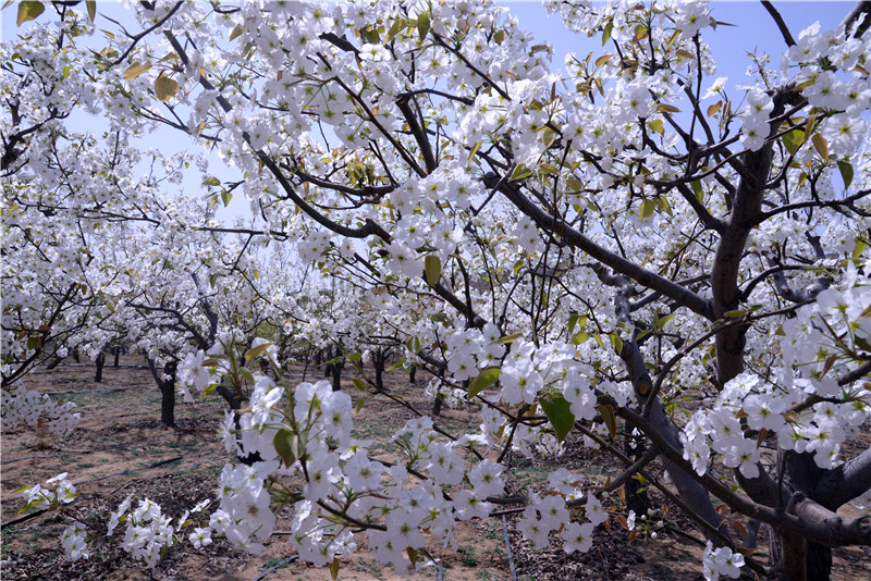 【与春天撞个满怀 打卡最美春景】陕西靖边：梨园春色醉游人_fororder_微信图片_20220411154423