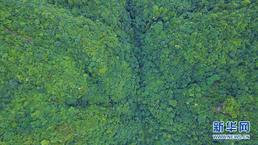 满目青翠 武陵山区绿色“林”距离
