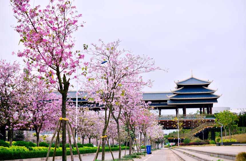 广西南宁：繁花盛开春满城