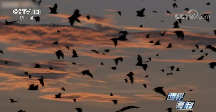 世界周刊丨新冠缘起自动物的病毒偷袭？警惕“人畜共患病”！