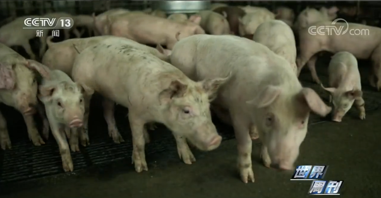 世界周刊丨新冠缘起自动物的病毒偷袭？警惕“人畜共患病”！