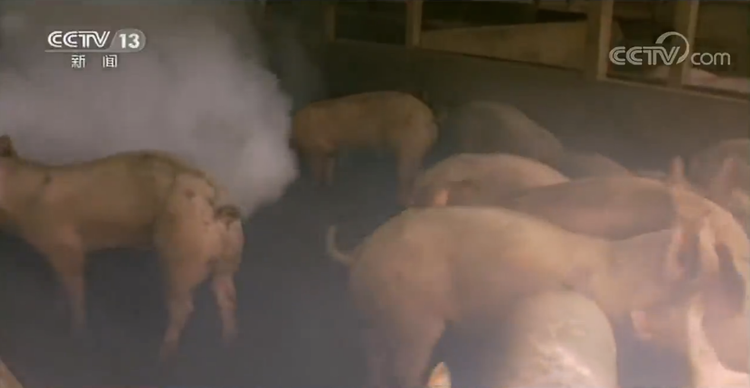 世界周刊丨新冠缘起自动物的病毒偷袭？警惕“人畜共患病”！