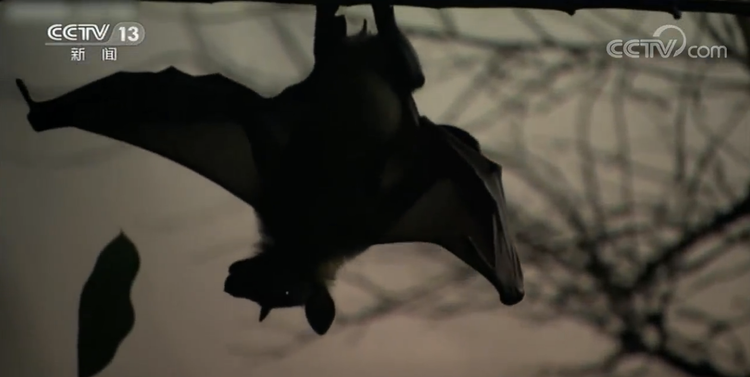 世界周刊丨新冠缘起自动物的病毒偷袭？警惕“人畜共患病”！