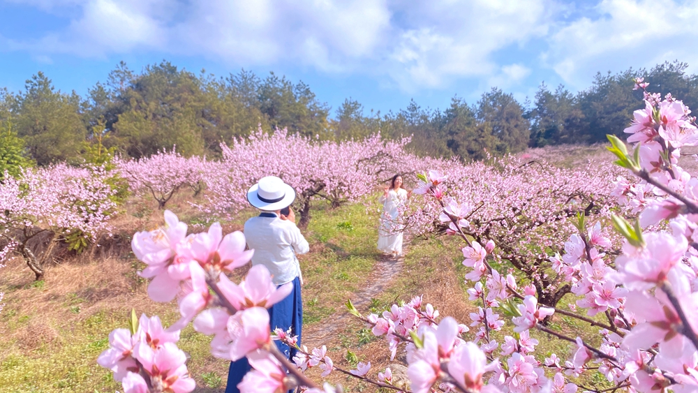 貴州獨山：桃花競相綻放美如畫_fororder_微信圖片_20220321154002