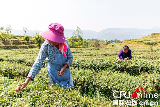 （原创）贵州水城： 着力发展茶叶产业 推进乡村振兴_fororder_水城2