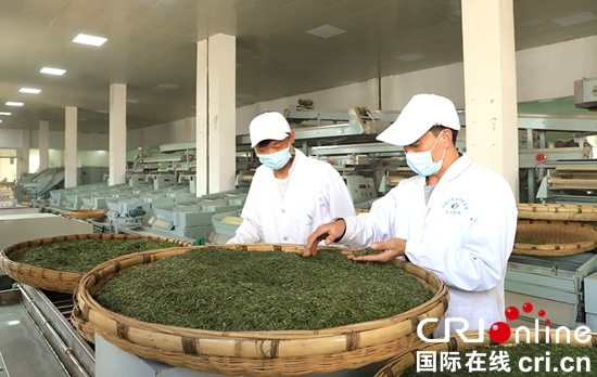 （原创）贵州水城： 着力发展茶叶产业 推进乡村振兴_fororder_水城4