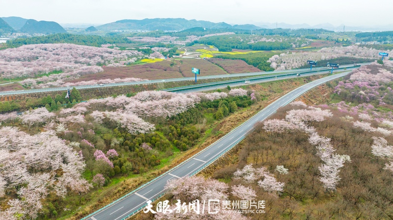 （中首）“最美公路” 沪昆高速清镇至平坝段樱花盛开