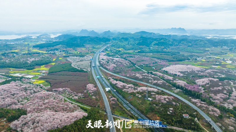 （中首）“最美公路” 沪昆高速清镇至平坝段樱花盛开