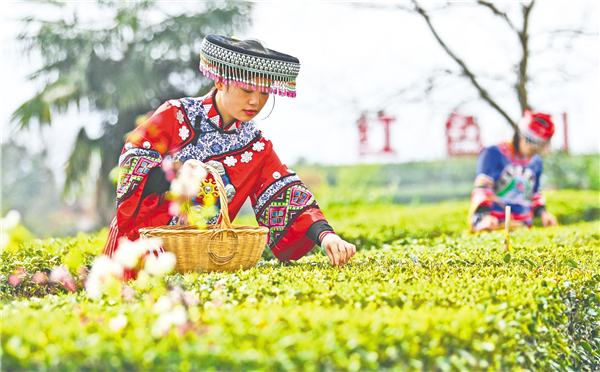 宜昌茶农抢采早春茶保增收_fororder_01