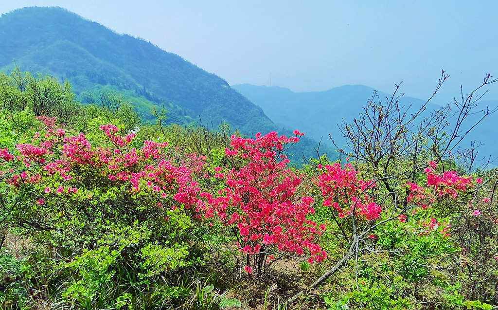 【客户端转发】信阳老寨山：人间四月天 茶山开杜鹃