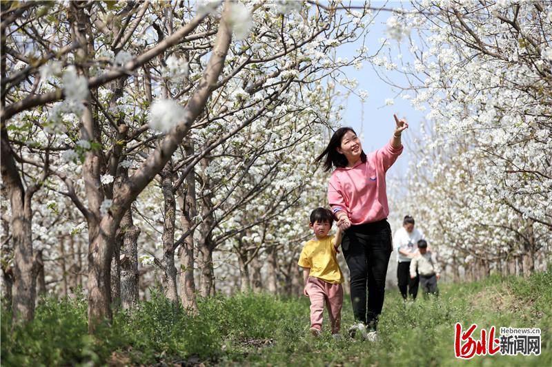 河北隆尧：“以花为媒”开启乡村振兴新画卷