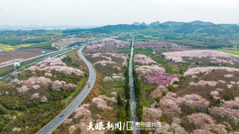 （中首）“最美公路” 沪昆高速清镇至平坝段樱花盛开