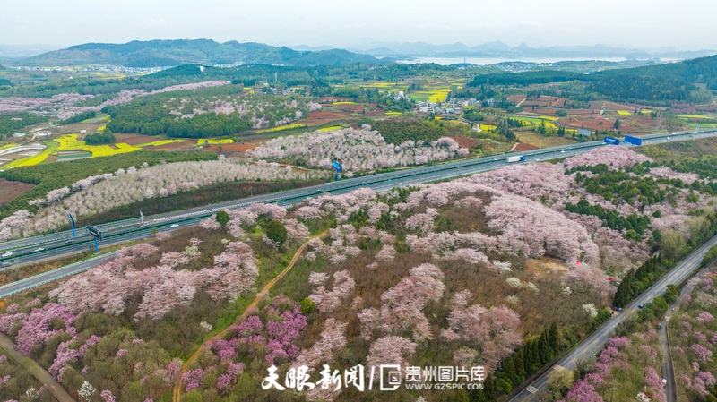 （中首）“最美公路” 沪昆高速清镇至平坝段樱花盛开