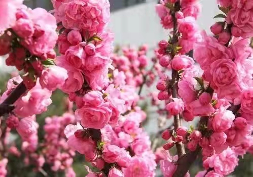 山杏和榆叶梅被七台河确定为市树市花