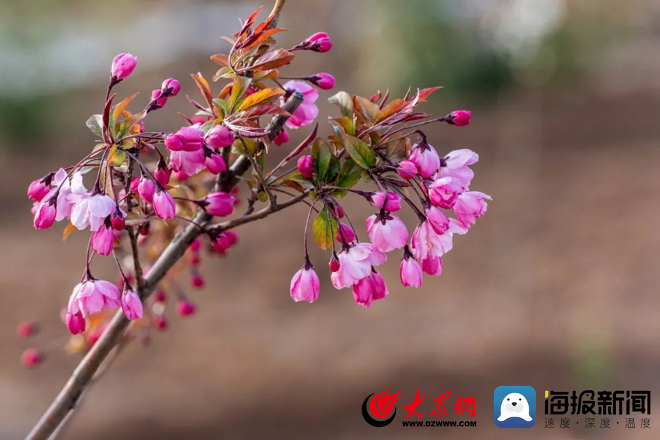 花样菏泽｜满城春色关不住 一路繁花皆盛景