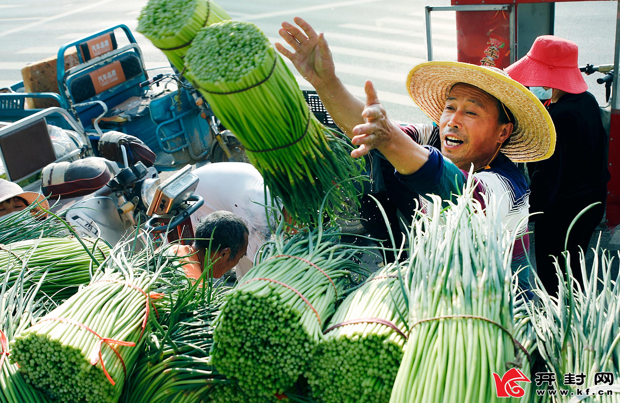 開封尉氏：蒜苔大豐收