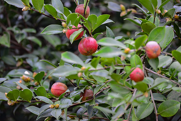 自贡荣县:煤乡变茶乡 保华镇产业转型巨变_fororder_种植的油茶