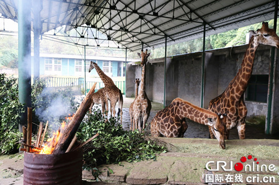 已過審【行遊巴渝 圖文】永川區樂和樂都野生動物世界動物過冬妙招多