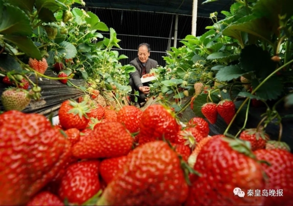 河北秦皇岛：返乡种草莓 带群众增收