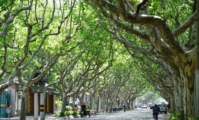 万绿生态少球无球法桐 伴你我一同踏青赏春