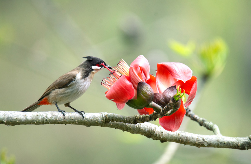 廣西百色：春來木棉紅 松鼠和鳥兒爭“吻”花蕊