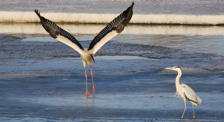 “国宝”级候鸟飞临阿什河畔 渔政人员拆网护鸟