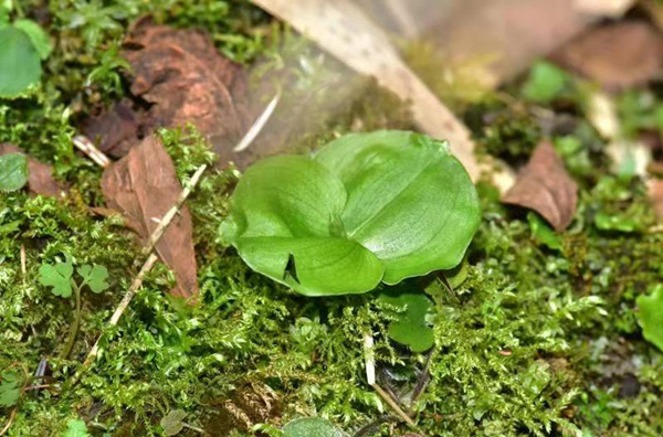 【城市遠洋】重慶五里坡自然保護區現身蘭科植物新記錄種