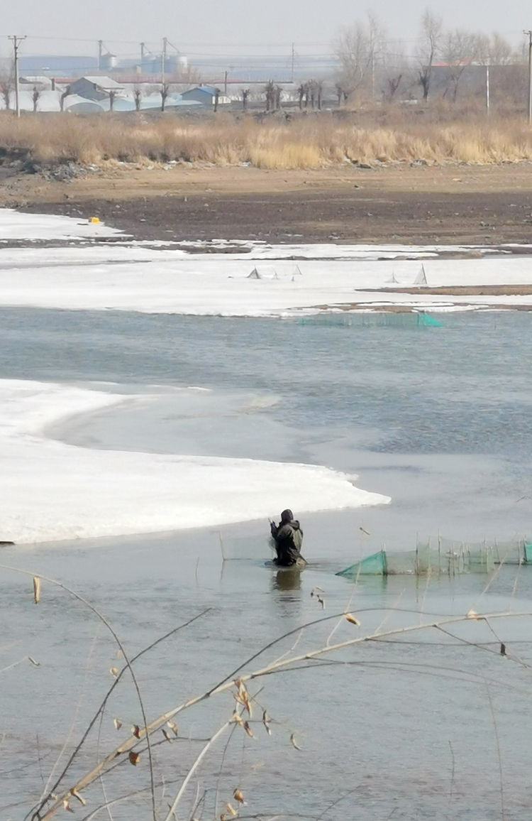 “國寶”級候鳥飛臨阿什河畔 漁政人員拆網護鳥