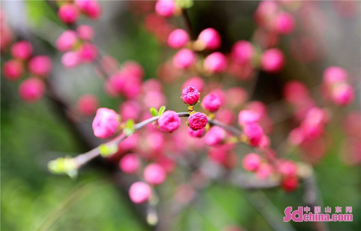 山东平阴：锦山秀水风光好 春色春景惹人醉
