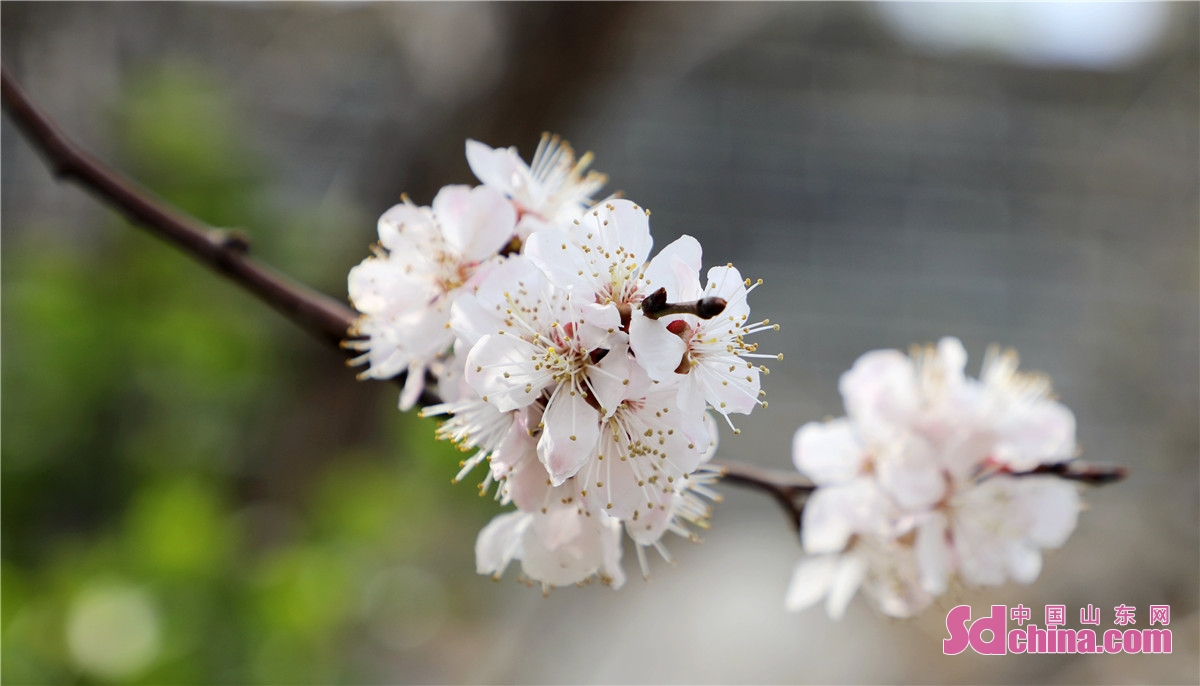 山东平阴：锦山秀水风光好 春色春景惹人醉