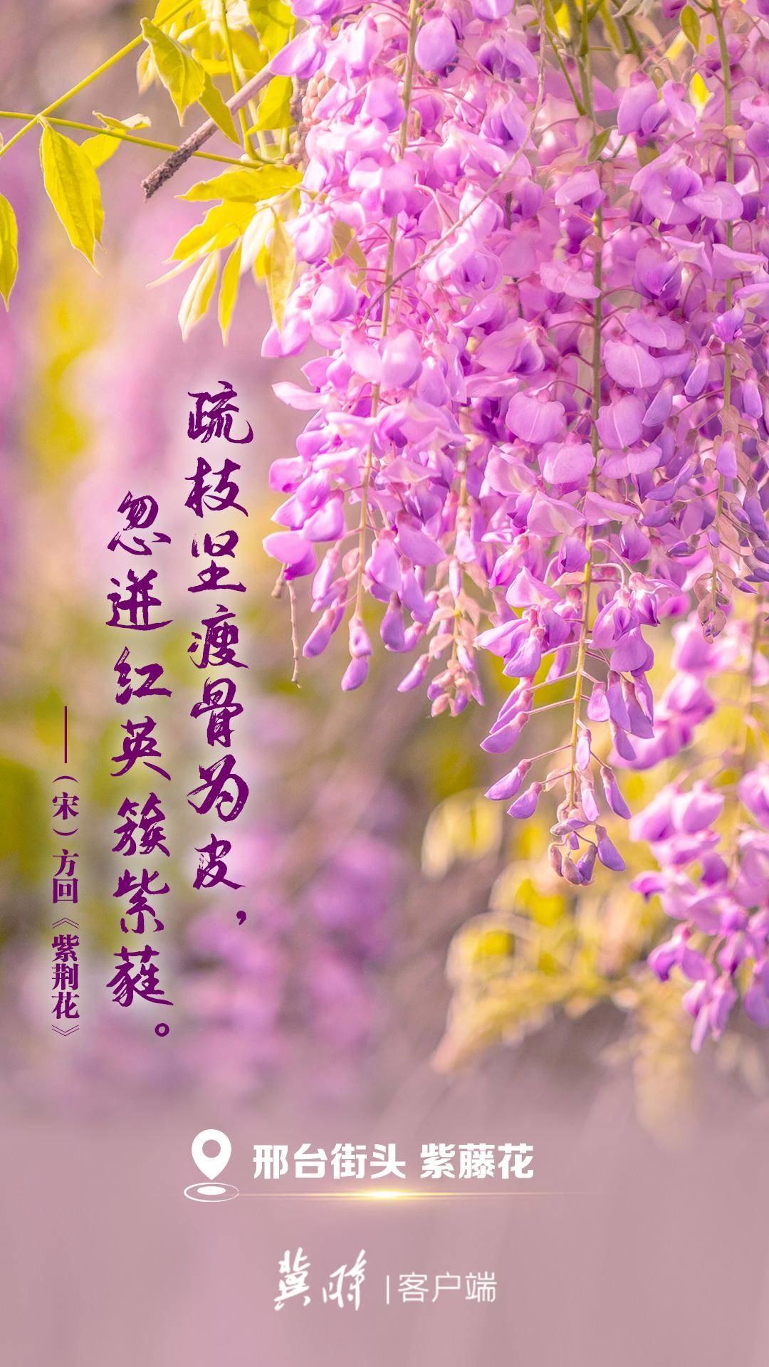 河北：一詩一花 這裡有人間最美的詩意芳華