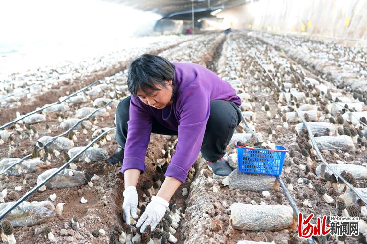 河北臨城：發展設施農業 助農增收致富