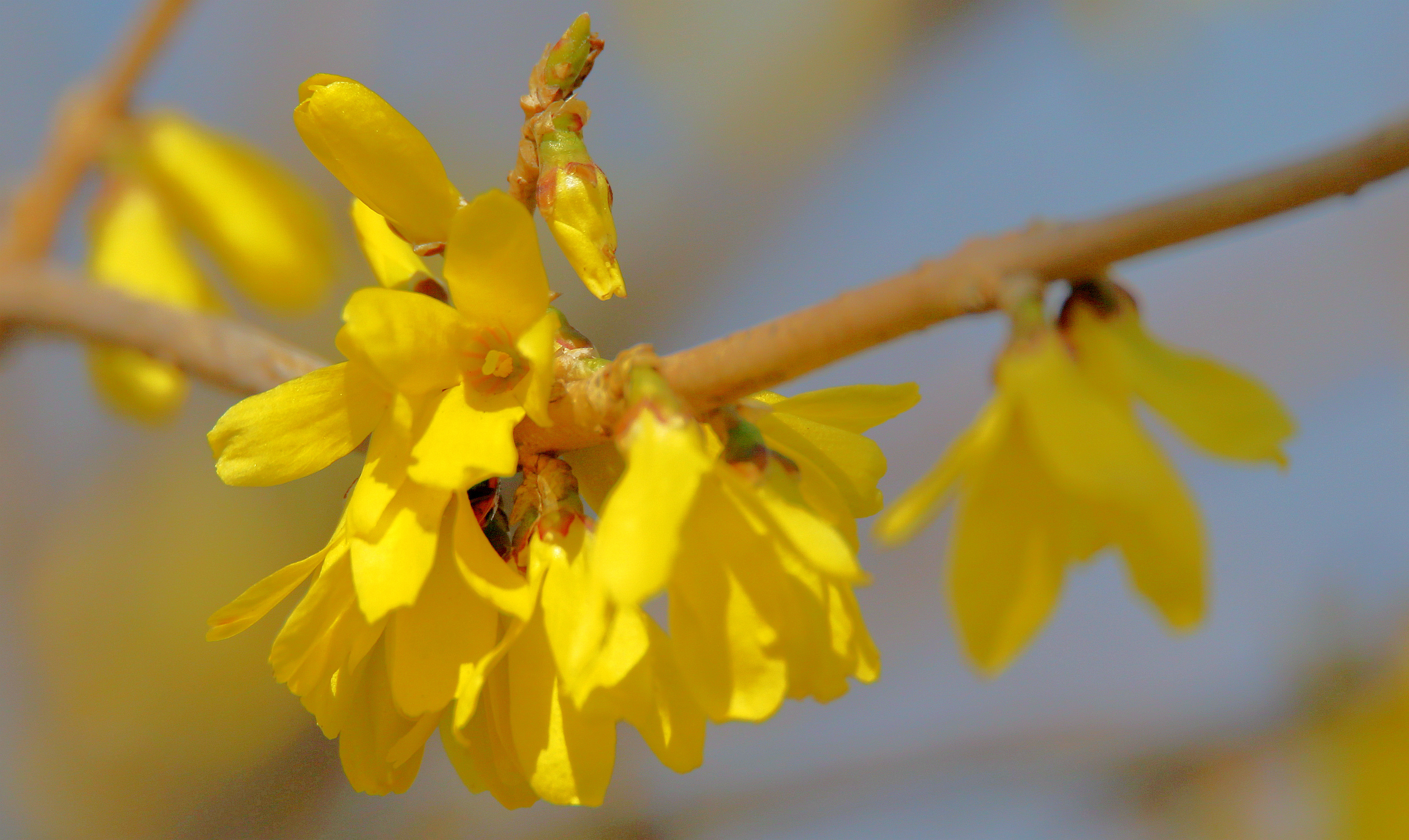 连翘花开迎春到