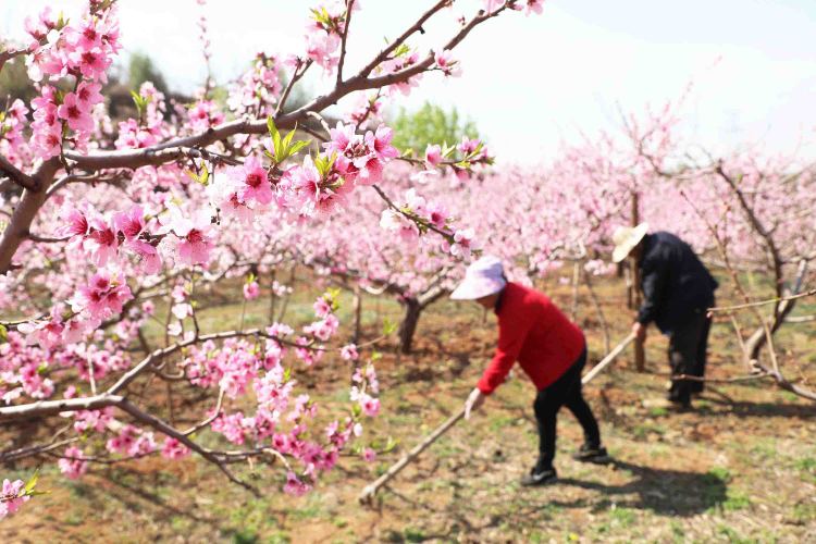 河北豐潤：桃花艷 管護忙