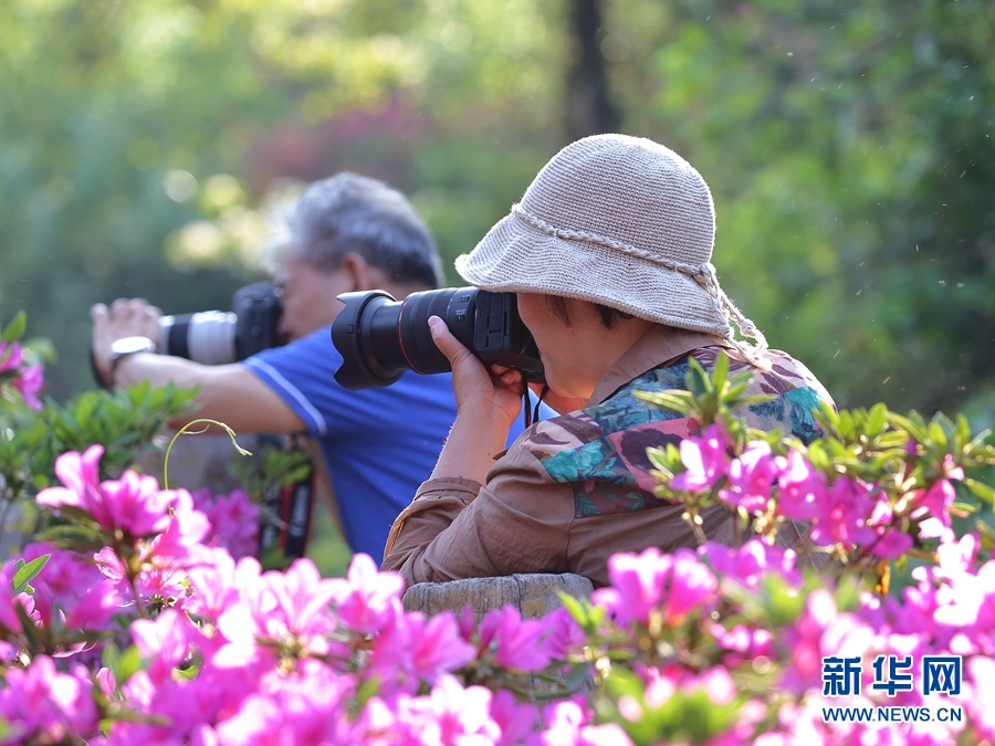 人間四月好風光 杜鵑花開映山紅