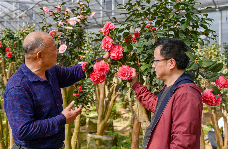 【与春天撞个满怀 打卡最美春景】信阳新县：茶花迎客来_fororder_13 赵基胜为前来选购茶花的顾客介绍茶花品种及养护方法