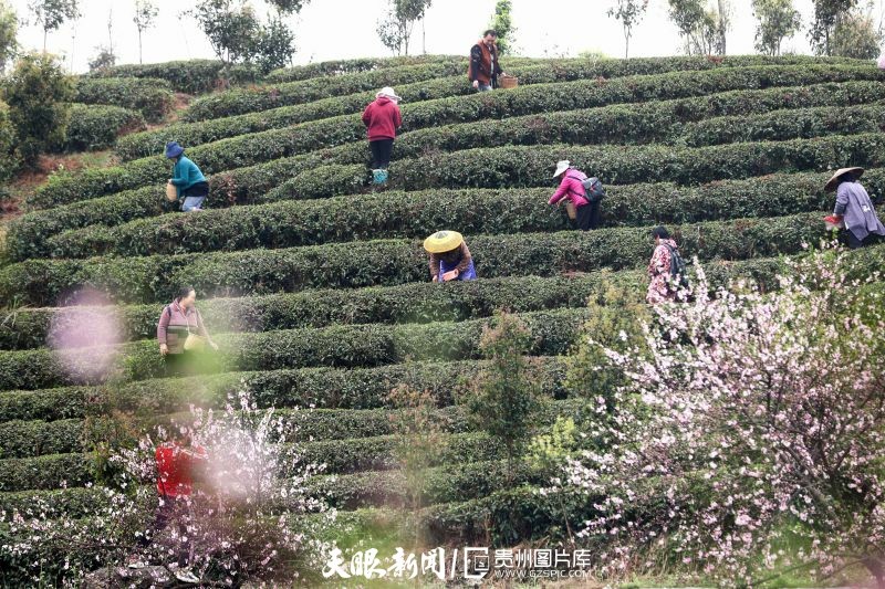 黔茶 春天芬芳的暖意 香飘大地