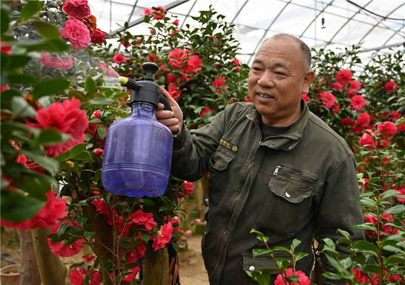 【与春天撞个满怀 打卡最美春景】信阳新县：茶花迎客来_fororder_8 多年来，赵基胜辛勤地培育茶花