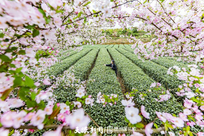 黔茶 春天芬芳的暖意 香飄大地