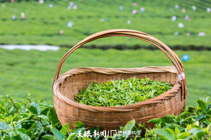 黔茶 春天芬芳的暖意 香飄大地