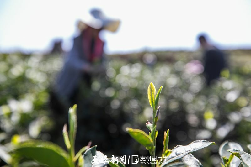 黔茶 春天芬芳的暖意 香飘大地