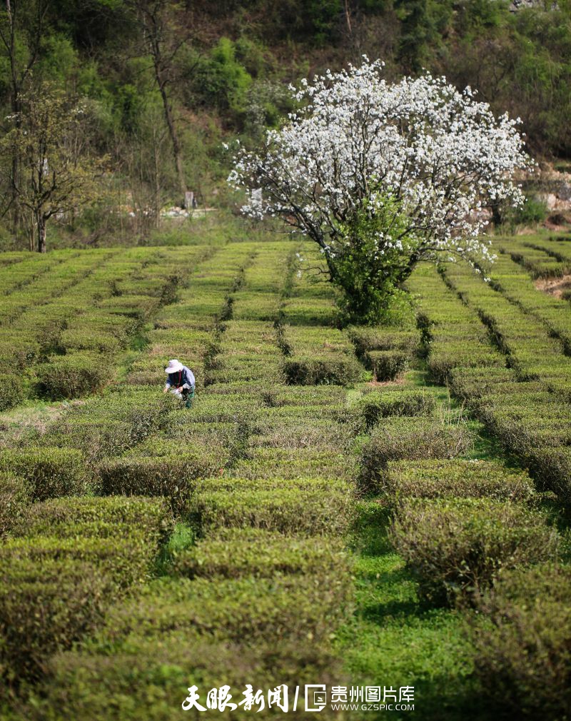 黔茶 春天芬芳的暖意 香飘大地