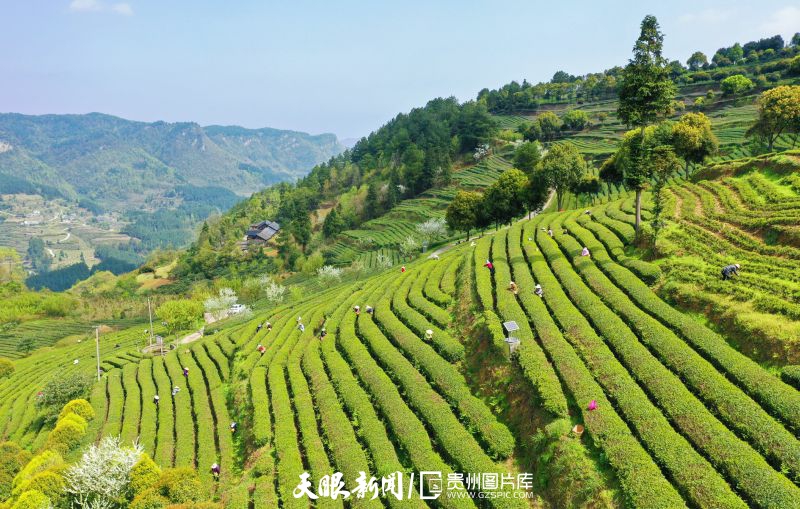 黔茶 春天芬芳的暖意 香飘大地