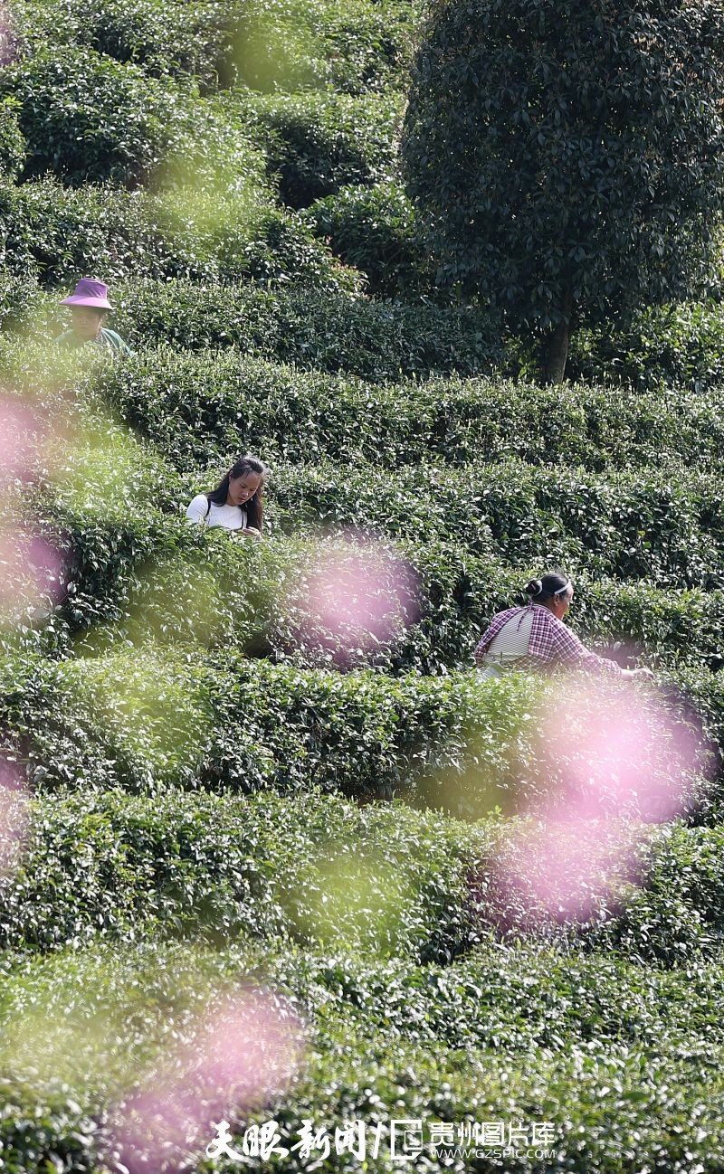 黔茶 春天芬芳的暖意 香飄大地